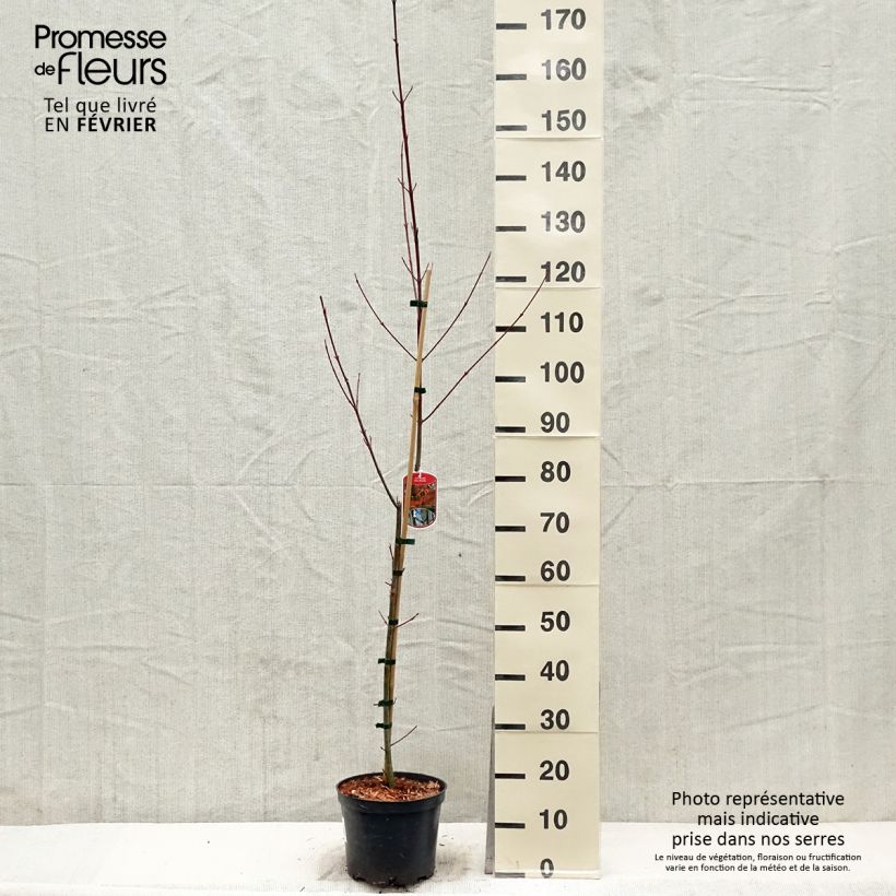 Acer davidii Vaso da 4L/5L esemplare consegnato in inverno