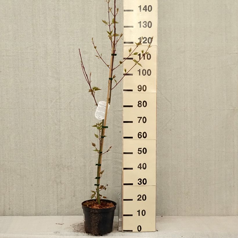 Acer davidii Vaso da 4L/5L esemplare consegnato in primavera