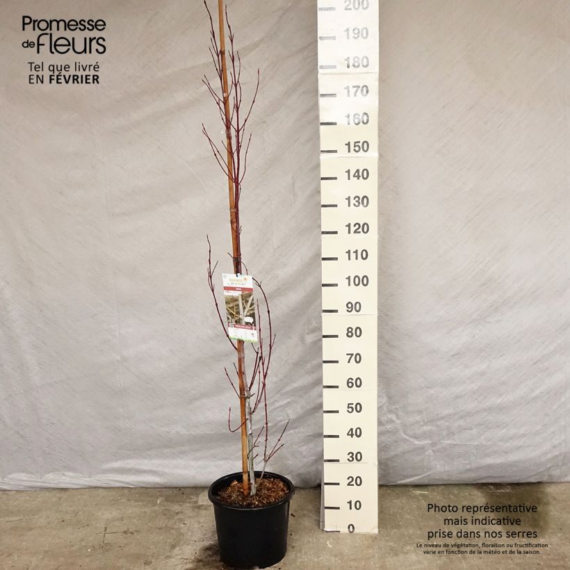 Acer davidii Viper Vaso da 12L/15L esemplare consegnato in inverno