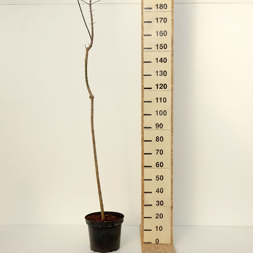 Acer negundo Auratum Vaso da 7,5L/10L esemplare consegnato in inverno