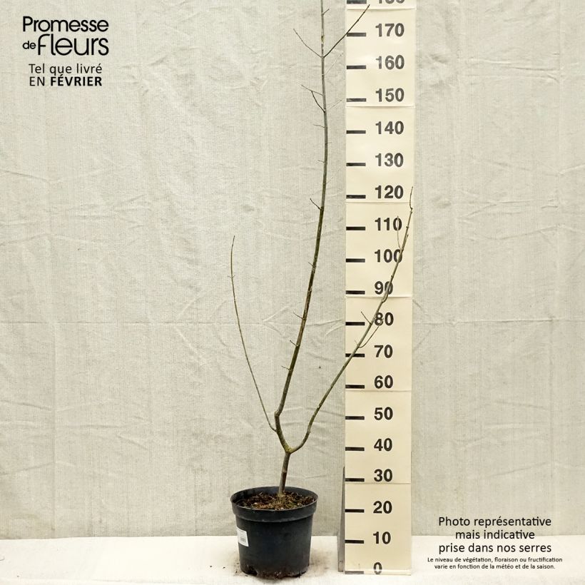 Acer negundo Aureomarginatum Vaso da 7,5L/10L esemplare consegnato in inverno