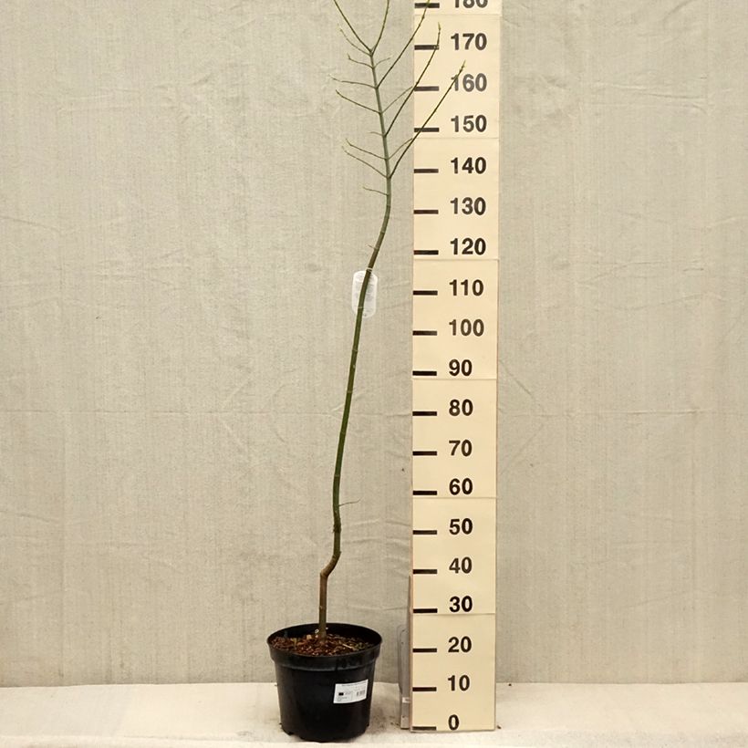 Acer negundo Aureomarginatum Vaso da 7,5L/10L esemplare consegnato in primavera