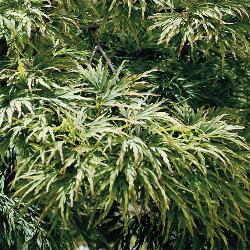 Acer palmatum Dissectum - Acero giapponese (Fogliame)