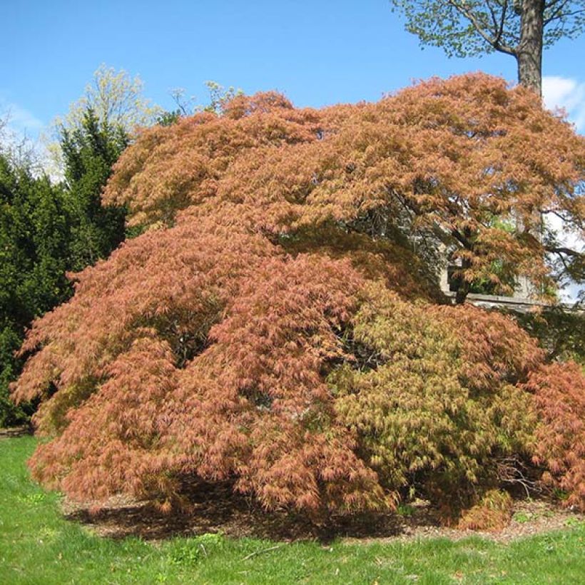 Acer palmatum Dissectum - Acero giapponese (Porto)