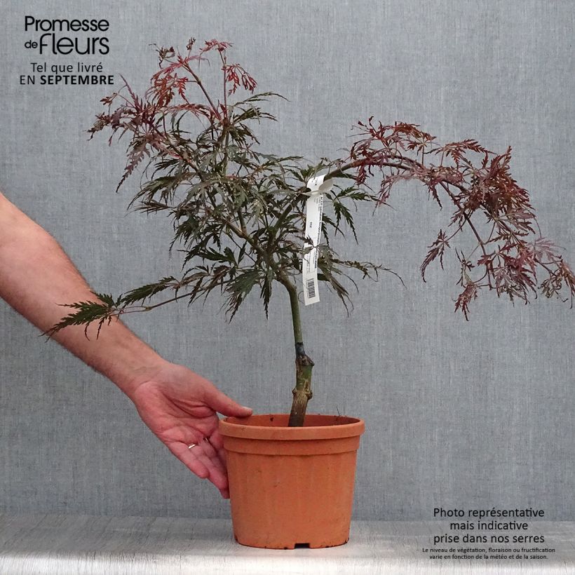 Esemplare di Acer palmatum Dissectum Atropurpureum - Acero giapponese Vaso da 3L/4L come consegnato in autunno