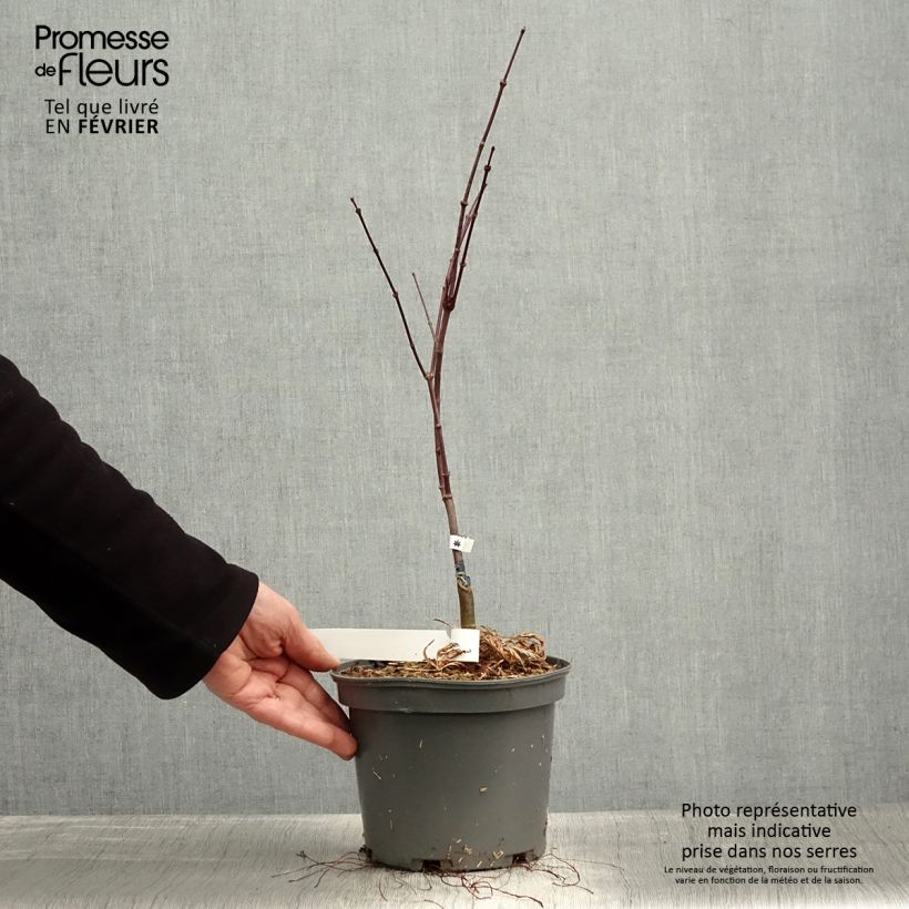 Acer palmatum Dissectum Atropurpureum - Acero giapponese Vaso da 3L/4L esemplare consegnato in inverno