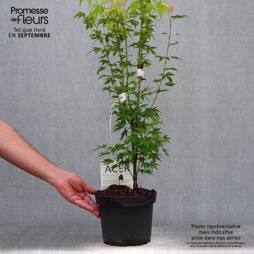 Esemplare di Acer palmatum Orange Dream - Acero giapponese Vaso da 3L/4L come consegnato in autunno