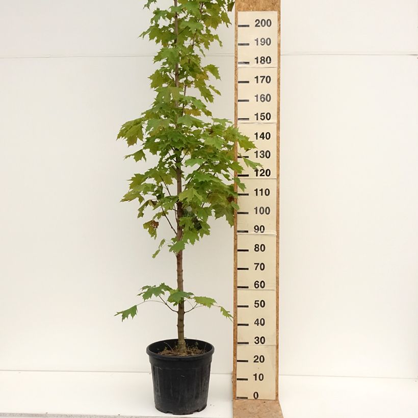 Esemplare di Acer platanoides Columnare - Acero riccio Vaso da 20L/25L consegnato in estate