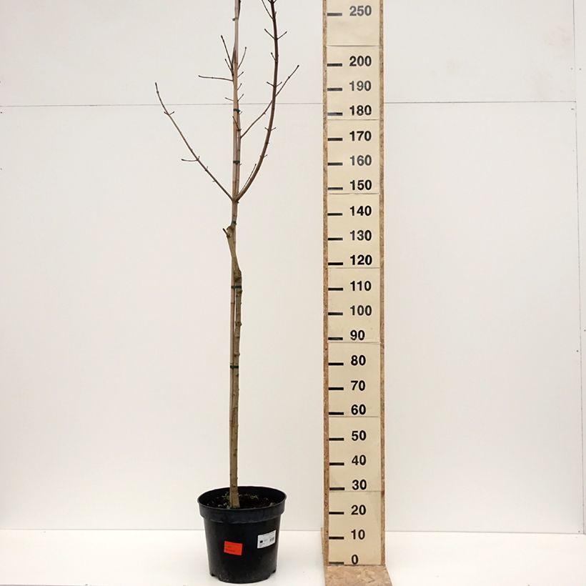 Acer platanoides Maculatum - Acero riccio Vaso da 12L/15L esemplare consegnato in inverno