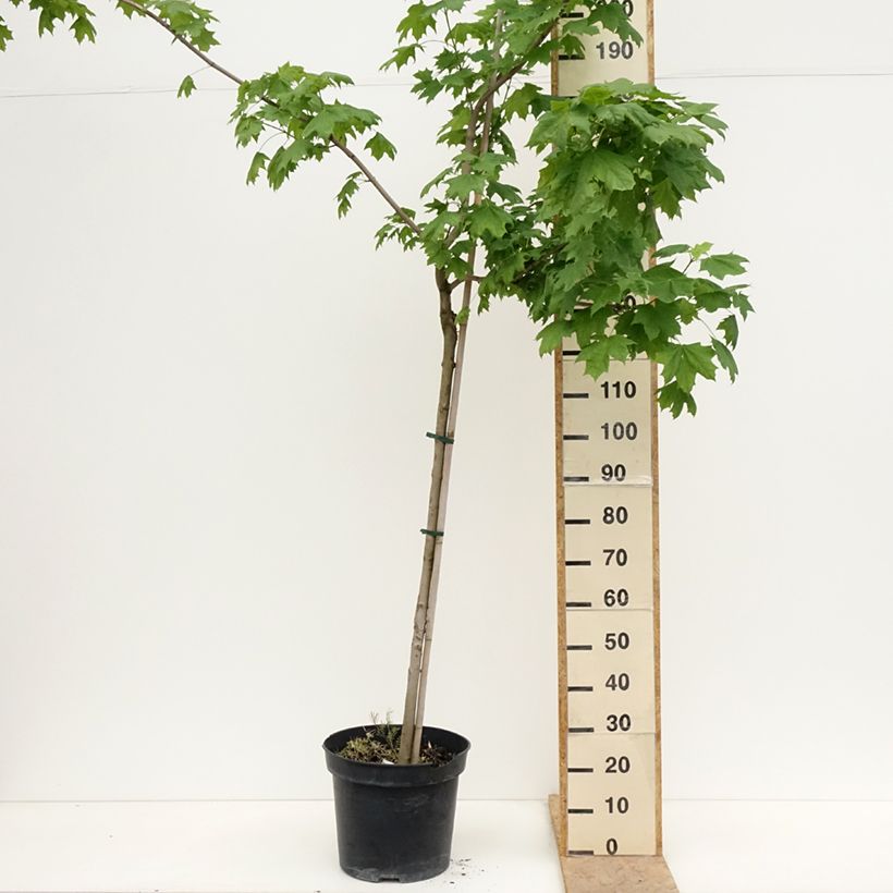 Acer platanoides Maculatum - Acero riccio Vaso da 12L/15L, Vaso impalcato esemplare consegnato in primavera