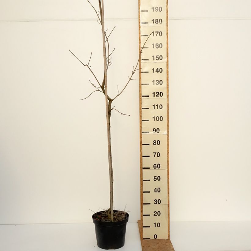 Esemplare di Acer platanoides Maculatum - Acero riccio Vaso da 12L/15L, Vaso impalcato come consegnato in autunno
