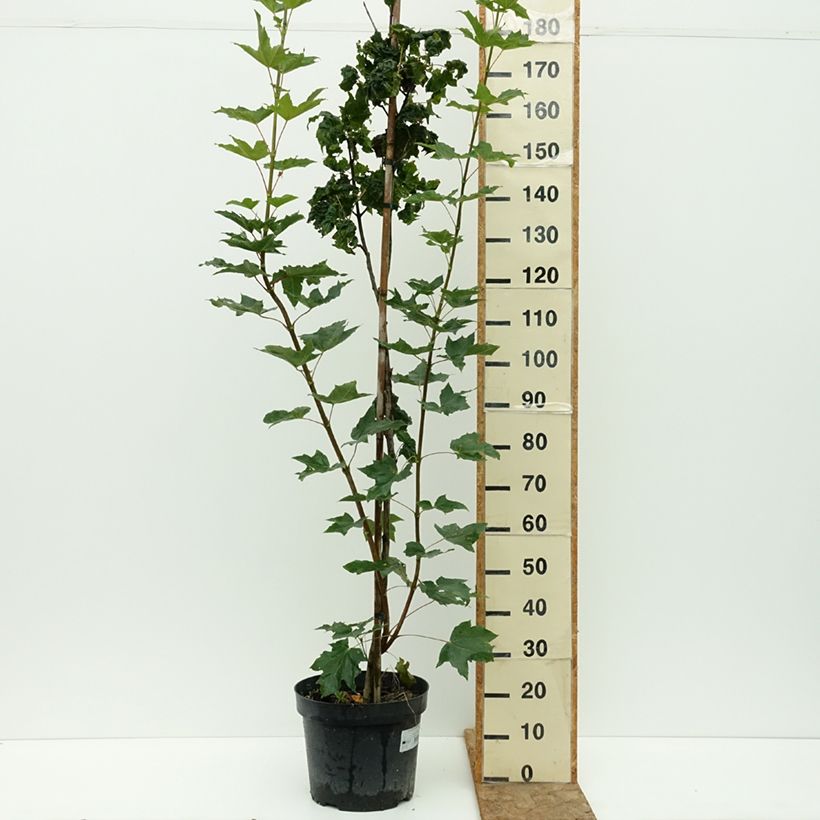 Esemplare di Acer platanoides Marylka - Acero riccio Vaso da 12L/15L, Vaso impalcato consegnato in estate
