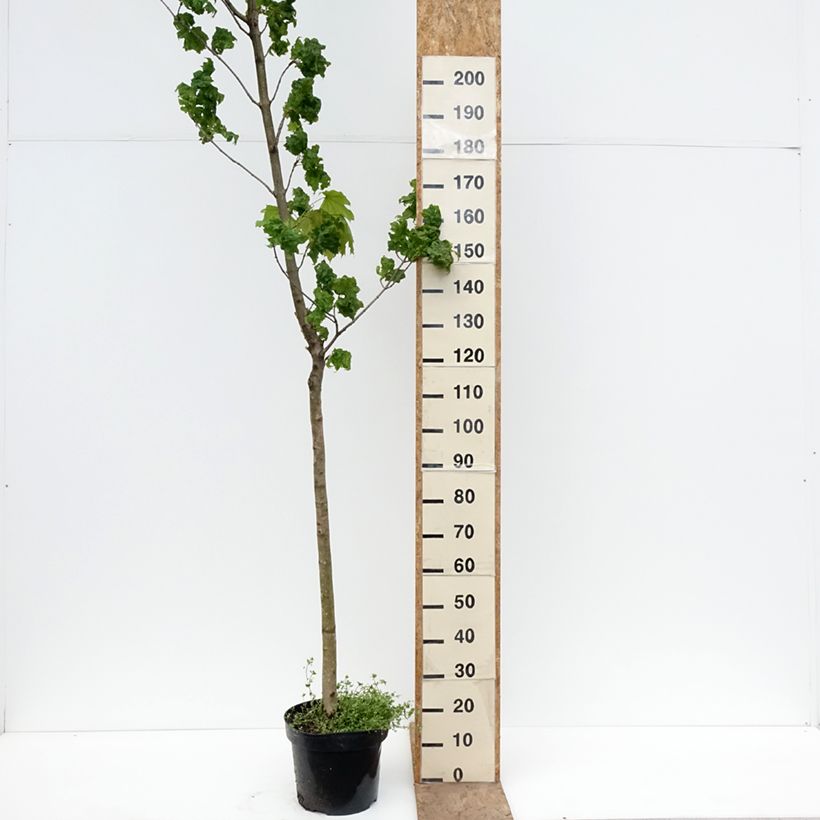 Acer platanoides Marylka - Acero riccio Vaso da 12L/15L, Vaso impalcato esemplare consegnato in primavera