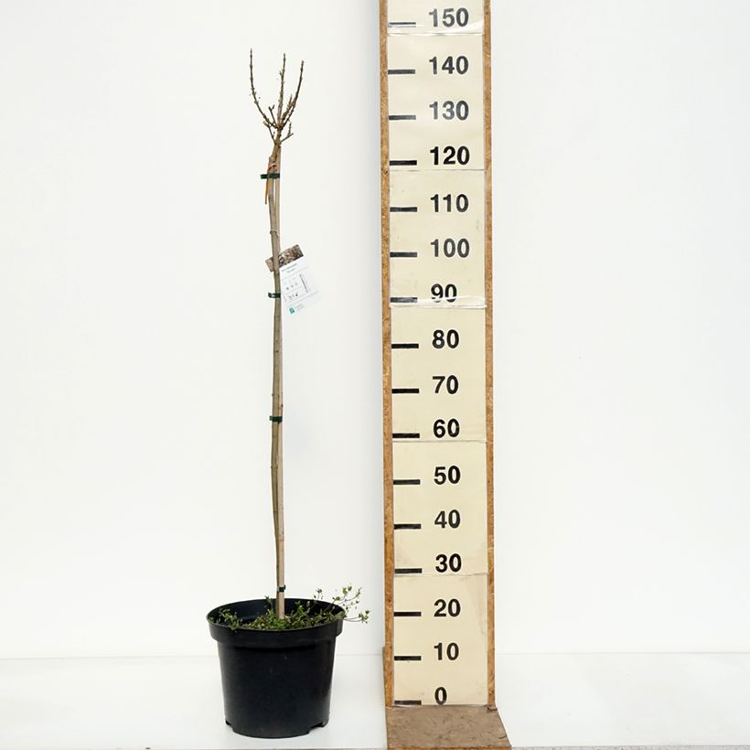 Acer platanoides Novush - Acero riccio Vaso da 7,5L/10L, Vaso impalcato esemplare consegnato in primavera