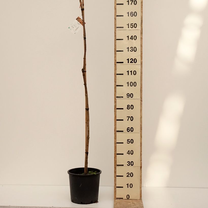 Acer platanoides Paldiski - Erable plane Vaso da 12L/15L esemplare consegnato in inverno