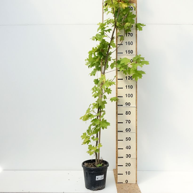 Esemplare di Acer platanoides Princeton Gold - Erable plane Vaso da 20L/25L consegnato in estate