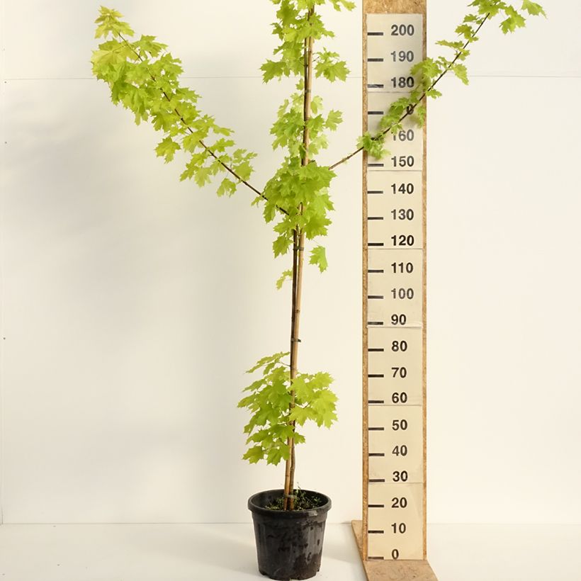 Acer platanoides Princeton Gold - Acero riccio Vaso da 20L/25L, Vaso impalcato esemplare consegnato in primavera