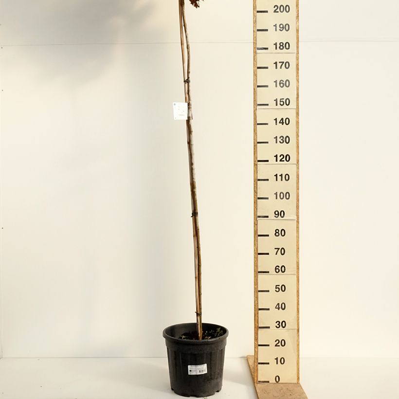 Acer platanoides Purple Globe - Erable plane Vaso da 20L/25L esemplare consegnato in primavera