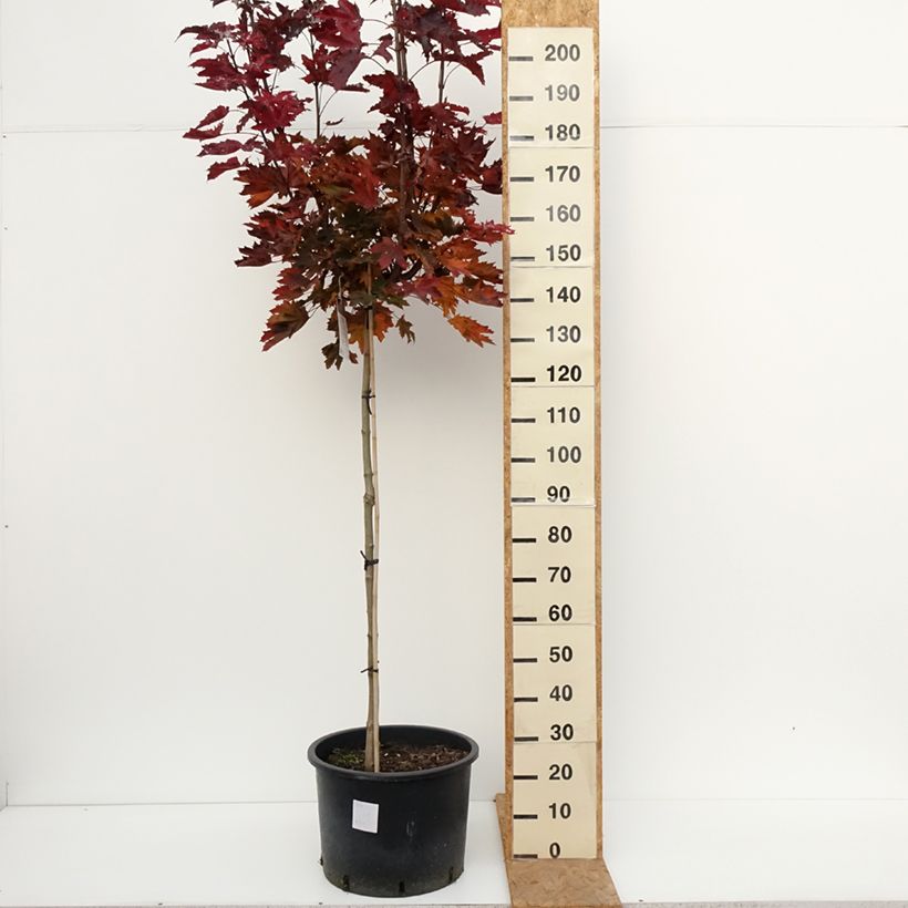 Esemplare di Acer platanoides Purple Globe - Acero riccio Vaso da 20L/25L, Vaso impalcato alto come consegnato in autunno