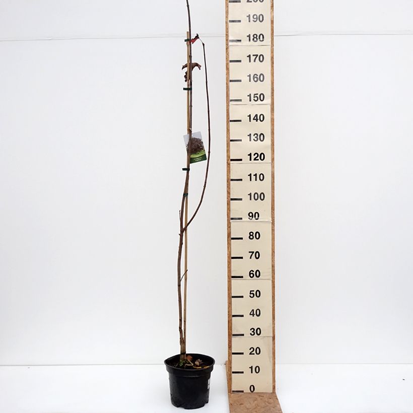 Esemplare di Acer platanoides Royal Red - Acero riccio Vaso da 7,5L/10L come consegnato in autunno