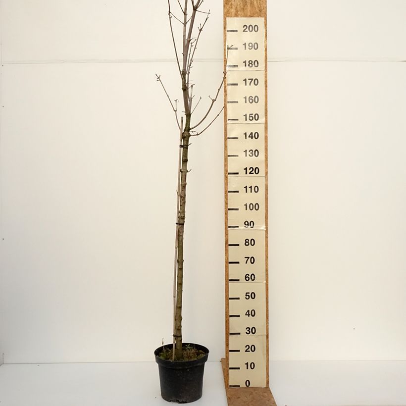 Esemplare di Acer platanoides Stollii - Acero riccio Vaso da 20L/25L, Vaso impalcato come consegnato in autunno
