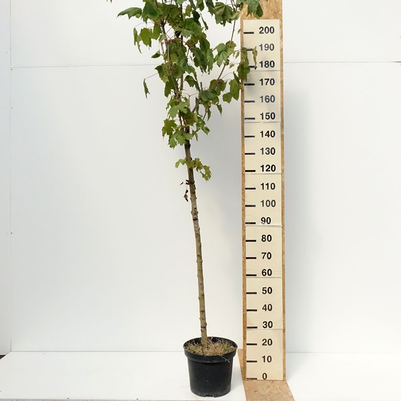 Esemplare di Acer platanoides Stollii - Erable plane Vaso da 20L/25L consegnato in estate