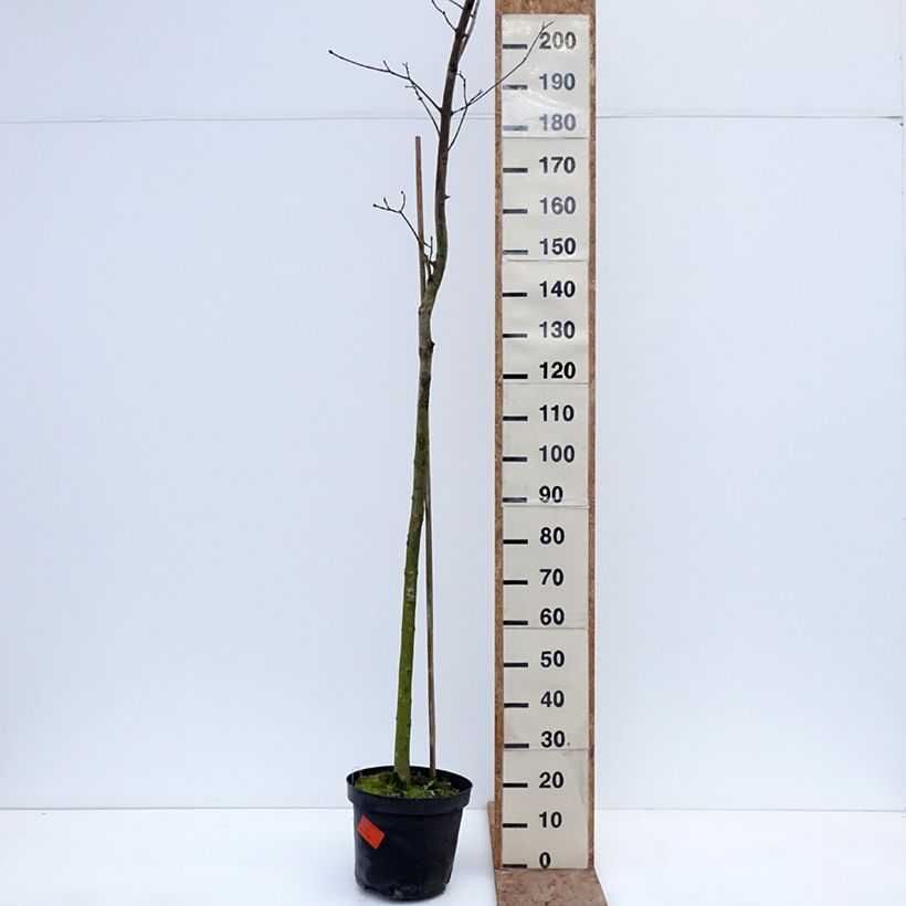 Acer platanoides Tharandt - Acero riccio Vaso da 12L/15L, Vaso impalcato esemplare consegnato in inverno