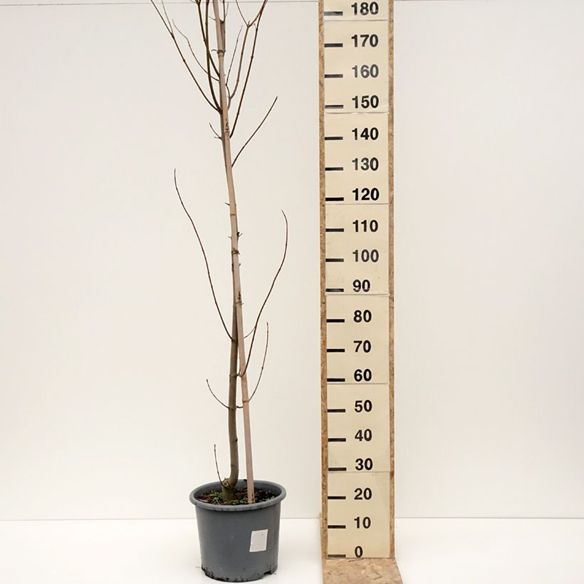 Acer rubrum Armstrong - Acero Rosso Vaso da 12L/15L esemplare consegnato in inverno
