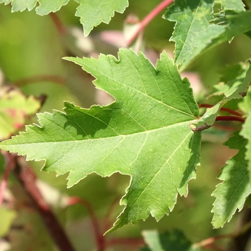 Acer rubrum Armstrong Gold - Acero Rosso (Fogliame)