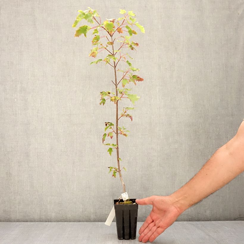 Esemplare di Acer rubrum Armstrong Gold - Acero Rosso Vaso da 1L/1,5L consegnato in estate