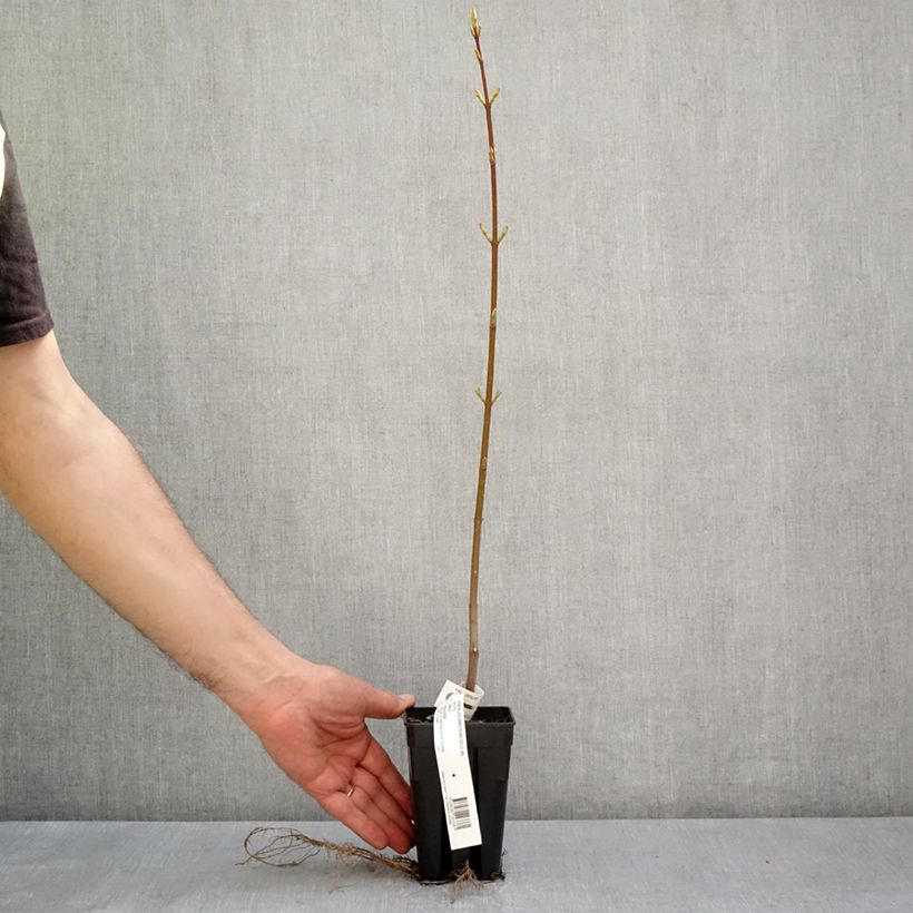 Acer rubrum Armstrong Gold - Acero Rosso Vaso da 1L/1,5L esemplare consegnato in primavera