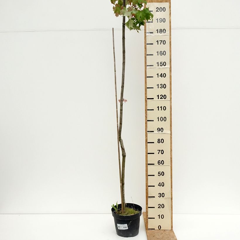Esemplare di Acer rubrum Sekka - Erable rouge Vaso da 4L/5L consegnato in estate