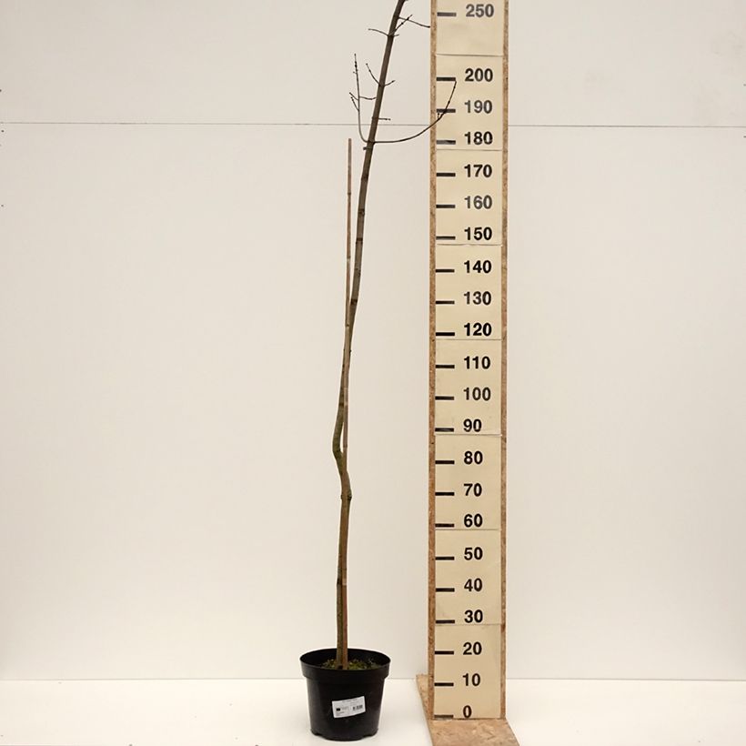 Acer rubrum Sekka - Acero Rosso Vaso da 4L/5L esemplare consegnato in inverno
