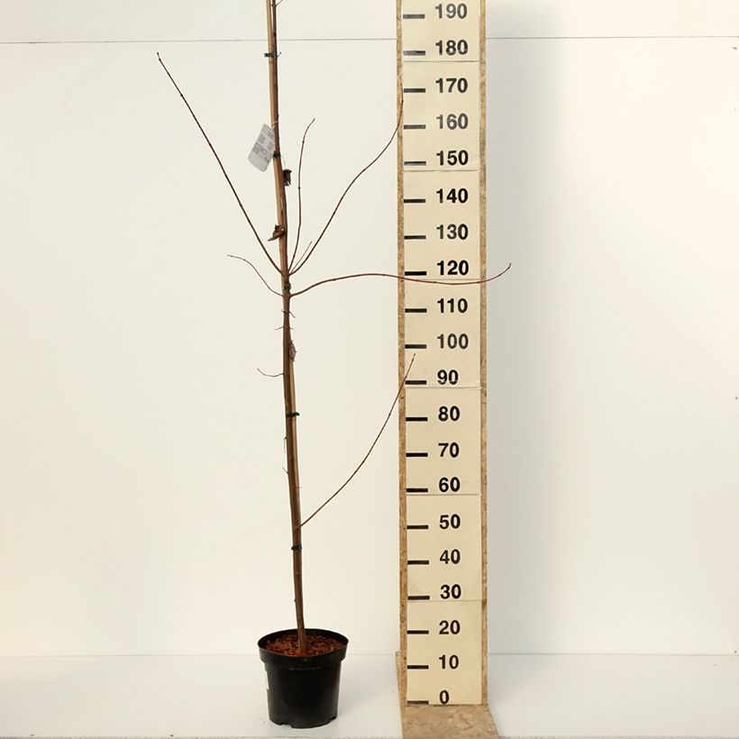 Acer rubrum Somerset - Erable rouge Vaso da 7,5L/10L esemplare consegnato in inverno