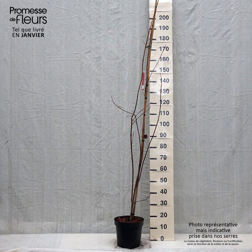 Acer rubrum Sun Valley - Acero Rosso Vaso da 7,5L/10L esemplare consegnato in inverno