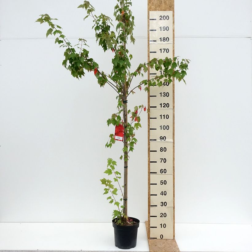 Esemplare di Acer rubrum Sun Valley - Acero Rosso Vaso da 7,5L/10L consegnato in estate