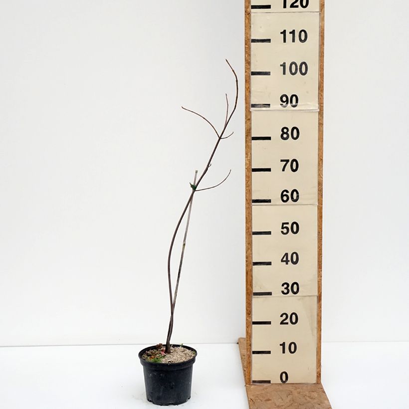 Esemplare di Acer saccharinum Laciniatum Wieri Vaso da 3L/4L come consegnato in autunno