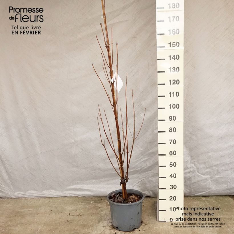 Acer saccharinum Pyramidale Vaso da 12L/15L esemplare consegnato in inverno