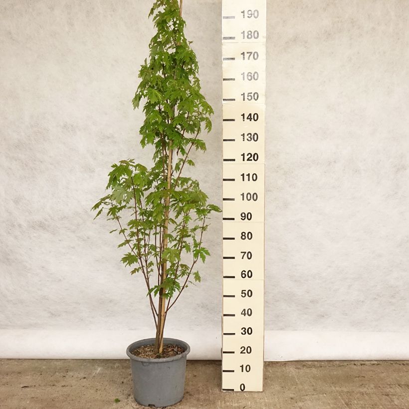 Acer saccharinum Pyramidale Vaso da 12L/15L esemplare consegnato in primavera