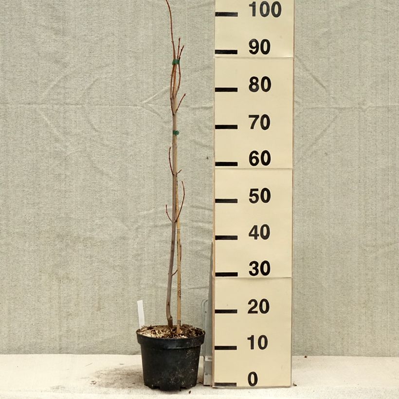 Acer saccharinum Pyramidale Vaso da 3L/4L esemplare consegnato in primavera