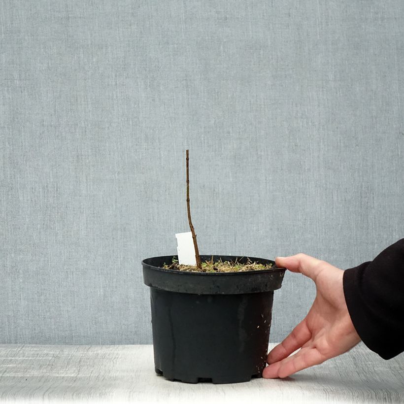 Esemplare di Acer saccharum Vaso da 3L/4L come consegnato in autunno