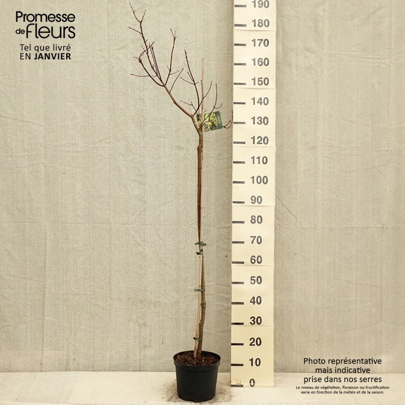 Acer truncatum Akikaze-nishiki Vaso da 4L/5L esemplare consegnato in inverno