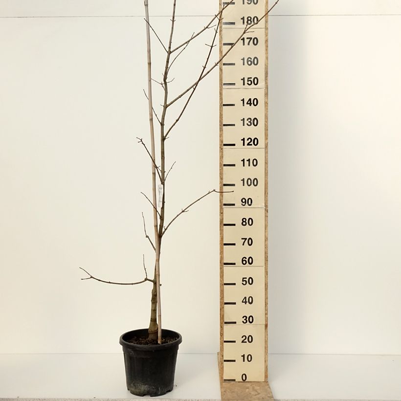 Acer x zoeschense  Annae - Erable hybride de Zöschen Vaso da 12L/15L esemplare consegnato in inverno