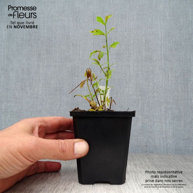 Esemplare di Levisticum officinale - Levistico Vasetto da 8/9 cm come consegnato in autunno