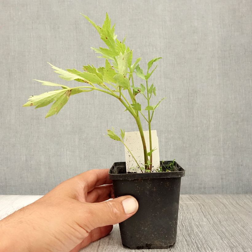 Esemplare di Levisticum officinale - Levistico Vasetto da 8/9 cm consegnato in estate
