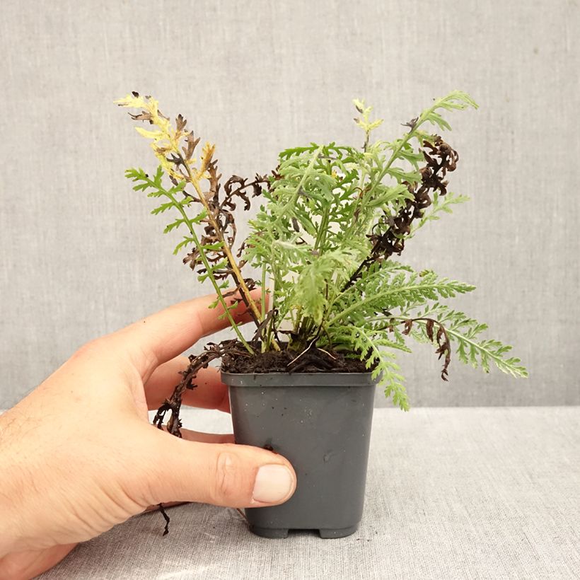 Esemplare di Achillea clypeolata Vasetto da 8/9 cm come consegnato in autunno