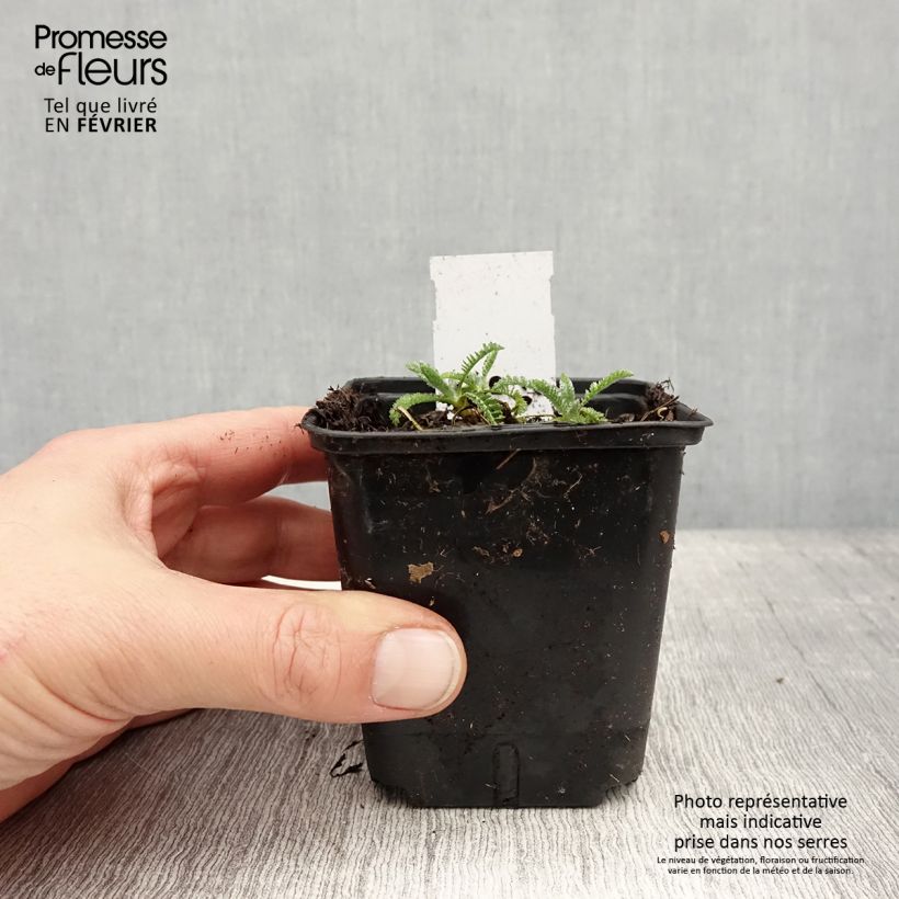 Achillea clypeolata Vasetto da 8/9 cm esemplare consegnato in inverno