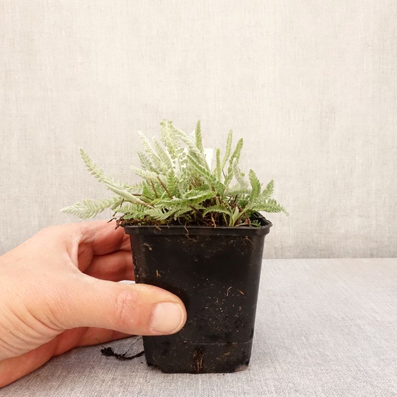 Achillea clypeolata Vasetto da 8/9 cm esemplare consegnato in primavera