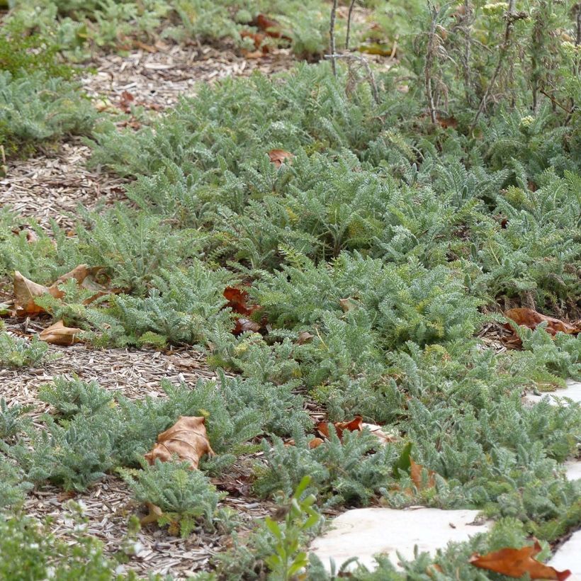 Achillea crithmifolia (Fogliame)