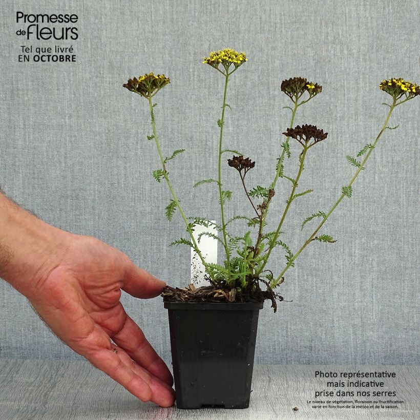 Esemplare di Achillea Little Moonshine Vasetto da 8/9 cm come consegnato in autunno